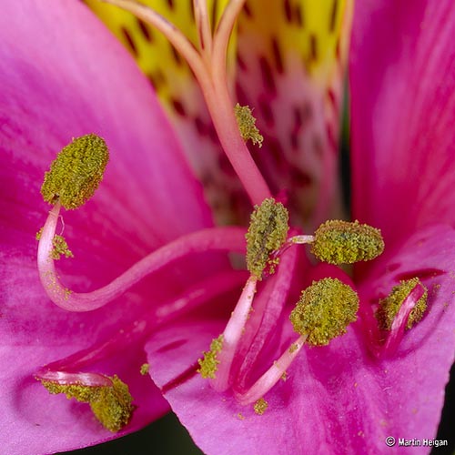 Alstroemeria