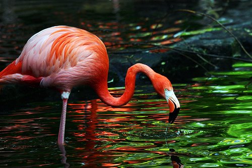 flamingo