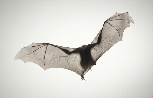 bat