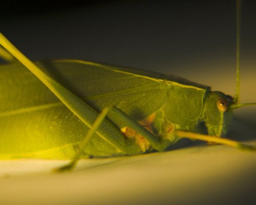 70张漂亮的昆虫微距摄影