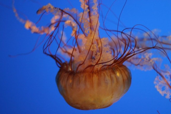 漂亮的海洋生物：水母摄影欣赏