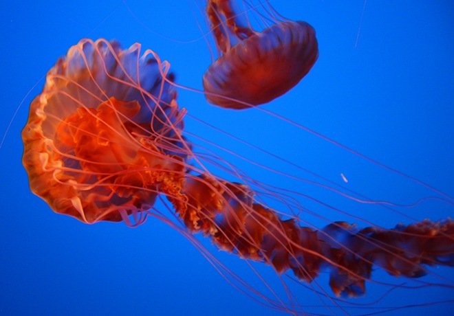 漂亮的海洋生物：水母摄影欣赏