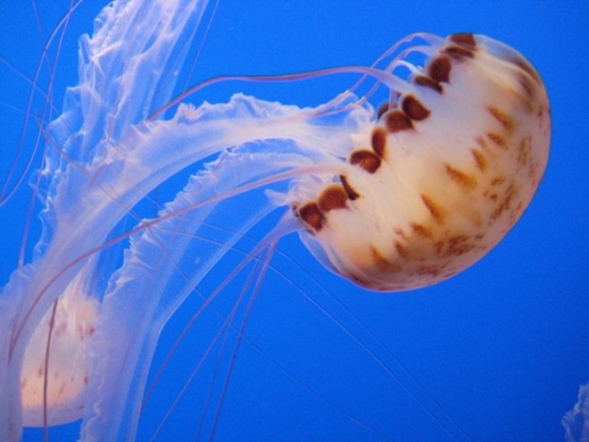 漂亮的海洋生物：水母摄影欣赏