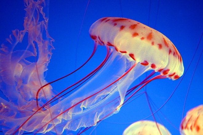 漂亮的海洋生物：水母摄影欣赏