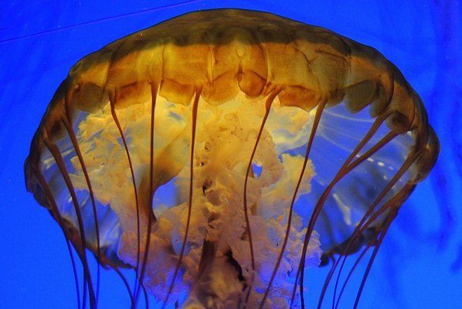 漂亮的海洋生物：水母摄影欣赏