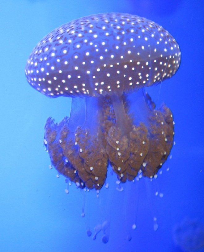 漂亮的海洋生物：水母摄影欣赏