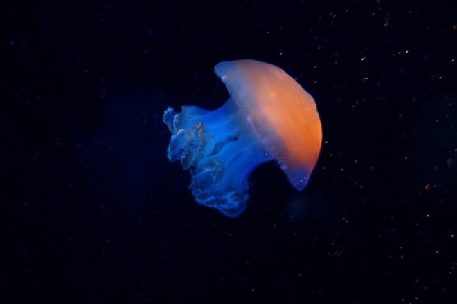 漂亮的海洋生物：水母摄影欣赏