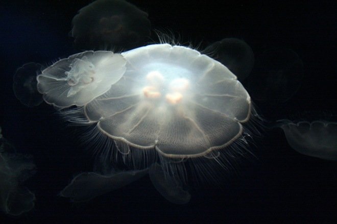 漂亮的海洋生物：水母摄影欣赏