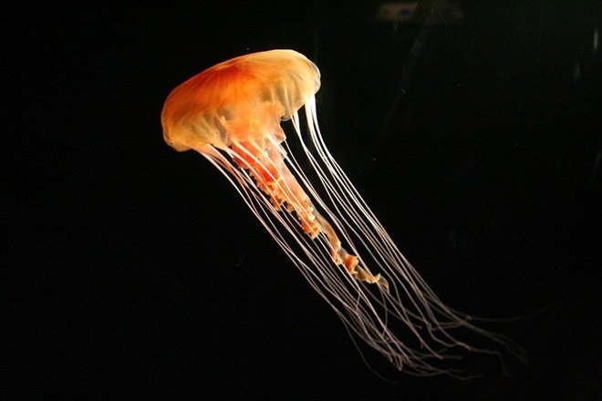 漂亮的海洋生物：水母摄影欣赏