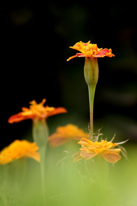 唯美的菊花摄影作品