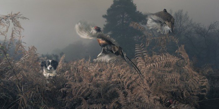 动物摄影大师Tim Flach：狗摄影作品欣赏