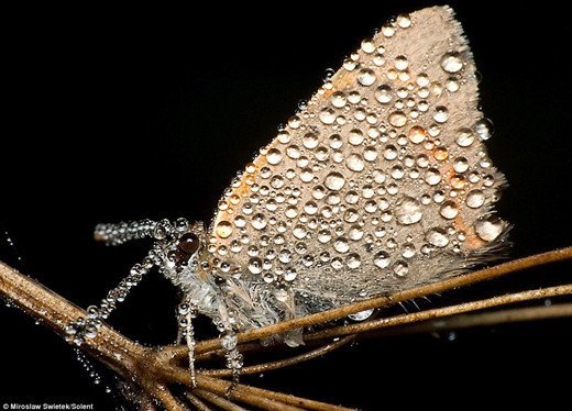 摄影欣赏：早晨晶莹的露水