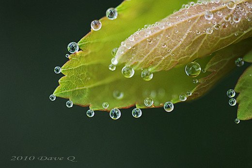 摄影欣赏：早晨晶莹的露水