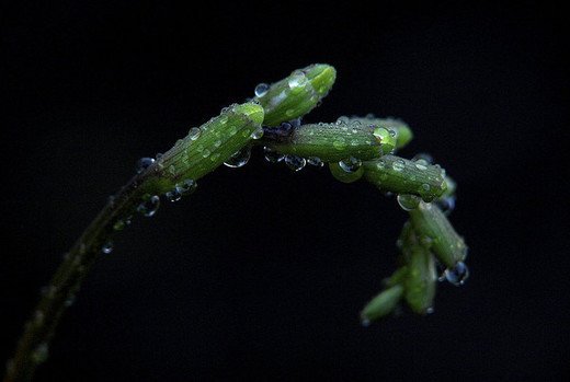 摄影欣赏：早晨晶莹的露水