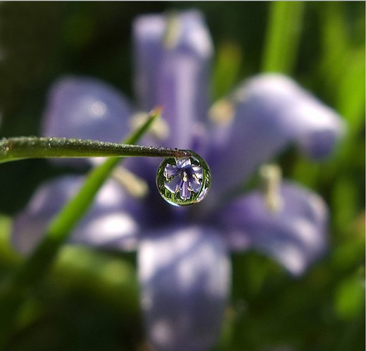 摄影欣赏：早晨晶莹的露水