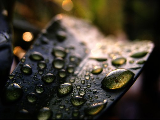 摄影欣赏：早晨晶莹的露水