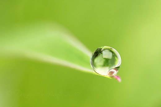 摄影欣赏：早晨晶莹的露水