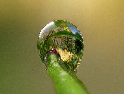 摄影欣赏：早晨晶莹的露水