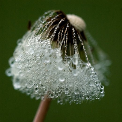 摄影欣赏：早晨晶莹的露水