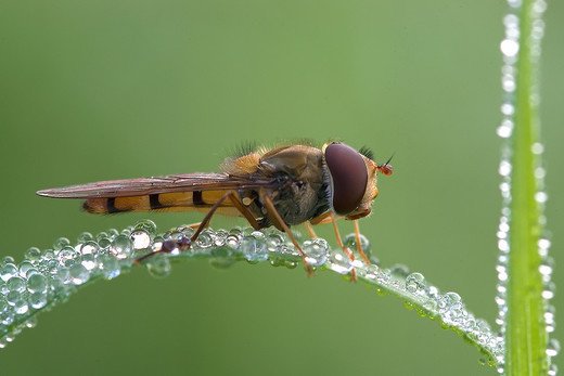 摄影欣赏：早晨晶莹的露水