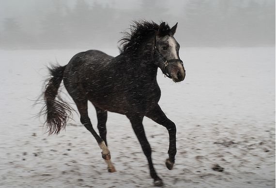 摄影欣赏：雪地里的野生动物