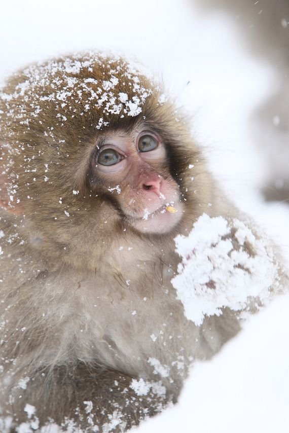 摄影欣赏：雪地里的野生动物