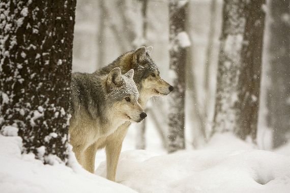 摄影欣赏：雪地里的野生动物