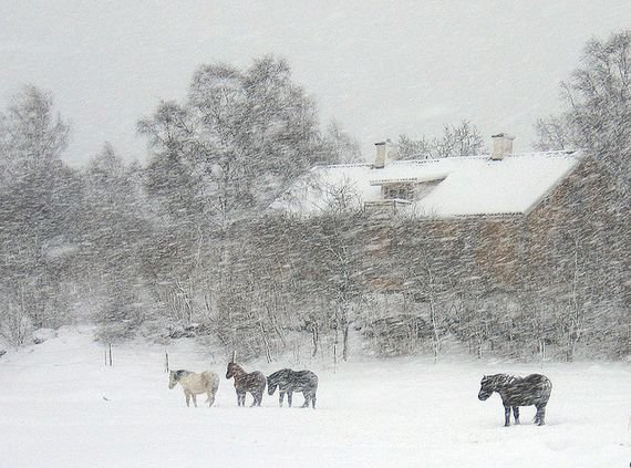 摄影欣赏：雪地里的野生动物