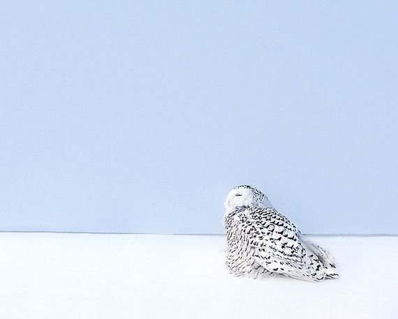 摄影欣赏：雪地里的野生动物