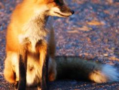 动物摄影欣赏：狐狸