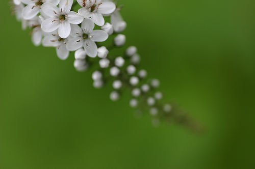 摄影欣赏：70张美丽梦幻的花