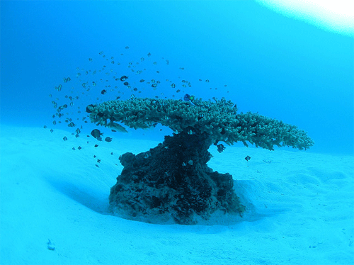 水下摄影佳作欣赏