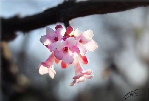 美丽的花卉图片摄影