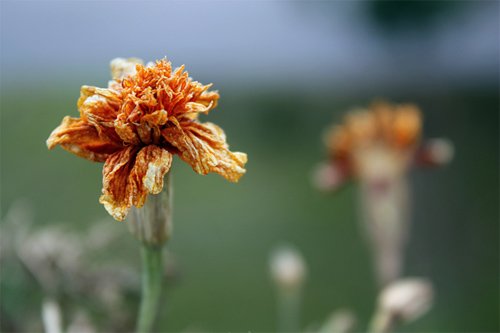 美丽的花卉图片摄影