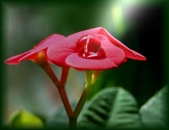 Irene花卉摄影欣赏