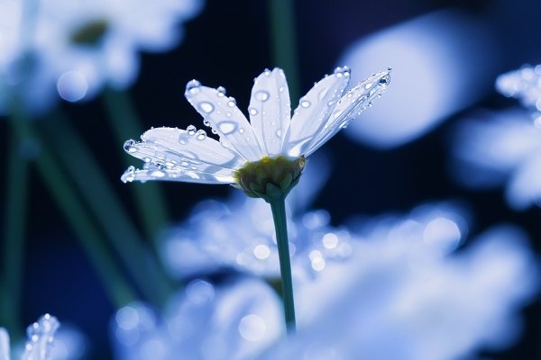 漂亮的花卉摄影佳作欣赏