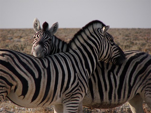 Zebras