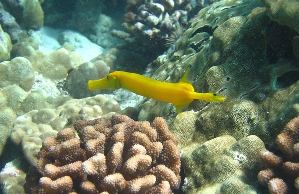 40张漂亮的海洋生物摄影欣赏