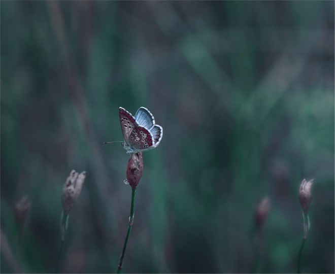 保加利亚摄影师Juliana Nan梦幻般的花卉摄影