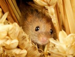 Mark Bridger野生动物摄影