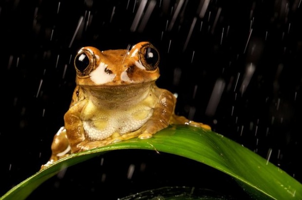 Mark Bridger野生动物摄影