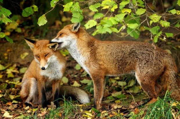 Mark Bridger野生动物摄影