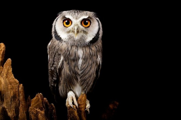 Mark Bridger野生动物摄影