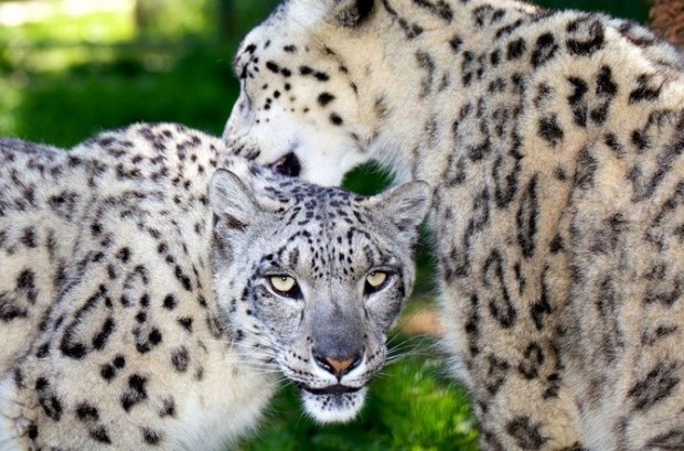 Mark Bridger野生动物摄影