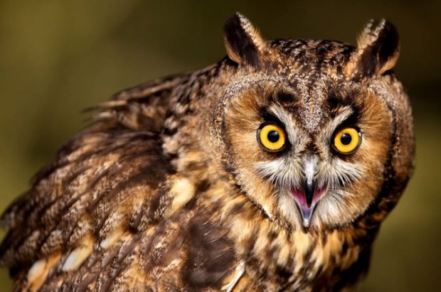 Mark Bridger野生动物摄影