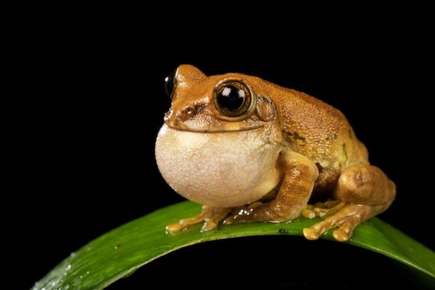 Mark Bridger野生动物摄影