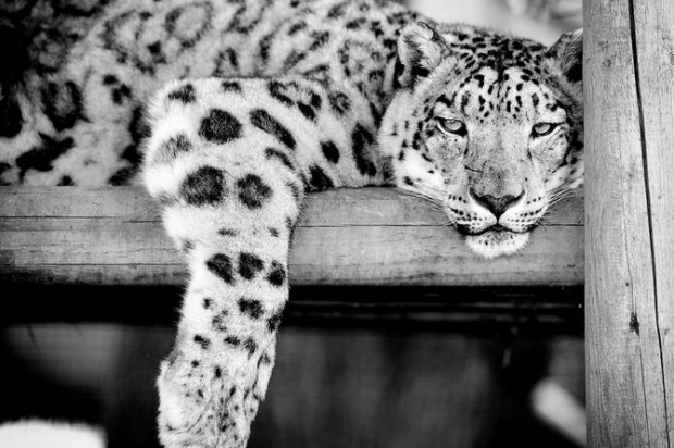 Mark Bridger野生动物摄影