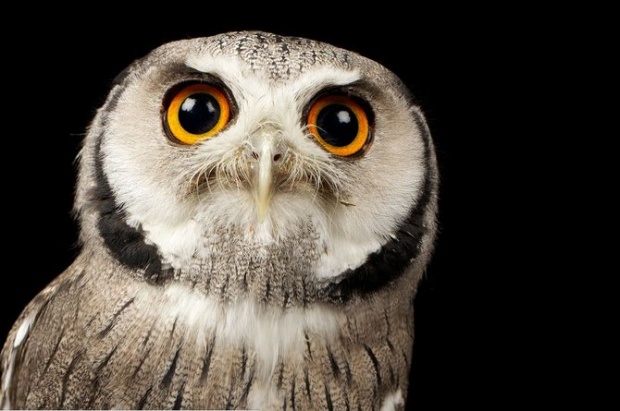 Mark Bridger野生动物摄影