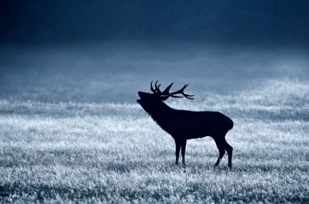 Mark Bridger野生动物摄影