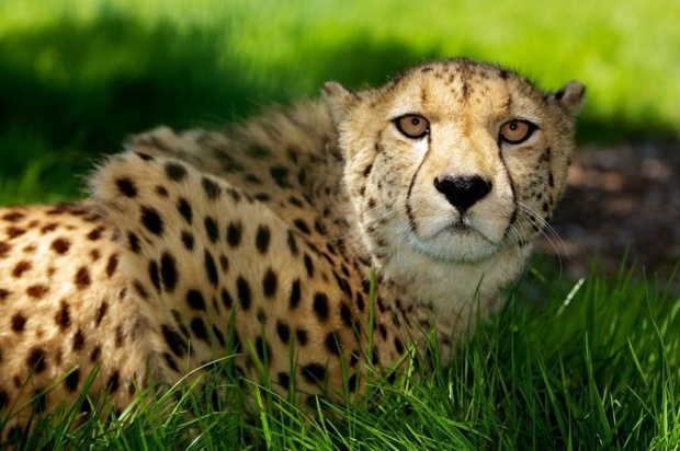 Mark Bridger野生动物摄影